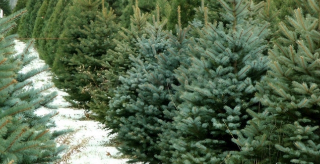 Про проведення сезонних ярмарків з продажу натуральних хвойних дерев та новорічних прикрас у місті Києві з 17 по 30 грудня  2020 року