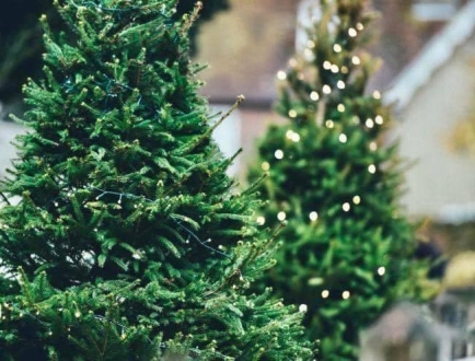 Адресний перелік сезонних ярмарків із продажу натуральних хвойних дерев, новорічних прикрас