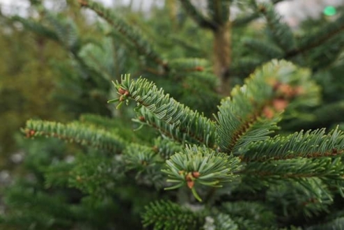 Анонсуємо адресний перелік сезонних ярмарків з продажу натуральних хвойних дерев у місті Києві з 15 по 31 грудня 2022 року